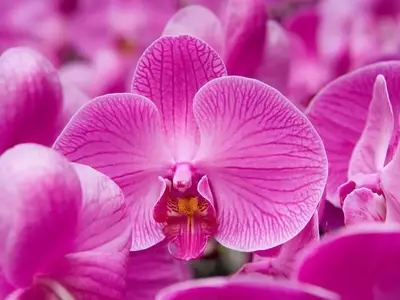 Orquídeas: Cultivo Óptimo y Preservación de su Excepcional Belleza