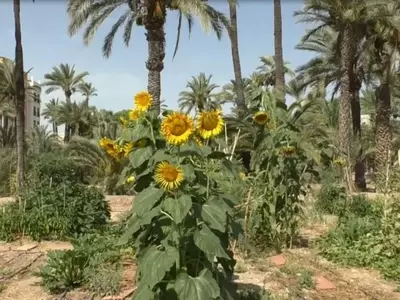 Las Palmeras: Un Símbolo Cultural y Natural en España