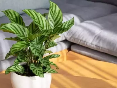 Guía Definitiva para el Cuidado de Calathea (Goeppertia): Secretos para un Follaje Vibrante