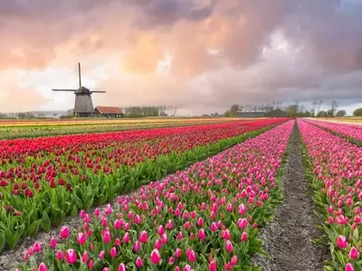 El Esplendor Floral de los Tulipanes: Un Modelo de Turismo Sostenible y Conservación Ambiental