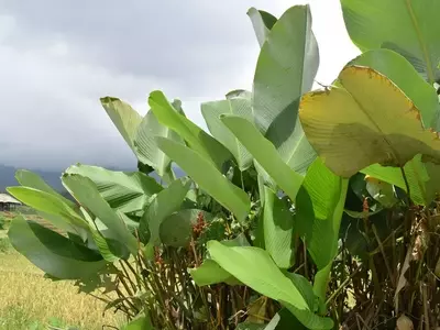 Calathea Inocephala: Revelando sus Secretos Botánicos y Cuidados Esenciales