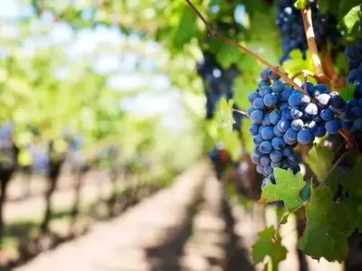 Un Nuevo Estudio Revela que el Impacto Ambiental de los Pesticidas Usados en Viticultura Podría Estar Subestimado