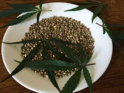 Guía Completa para la Adquisición y Cultivo de Semillas de Cannabis en España