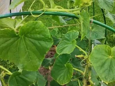 Sulfato de Potasio y Magnesio: Un Impulso Esencial para la Salud Vegetal y Cosechas Óptimas