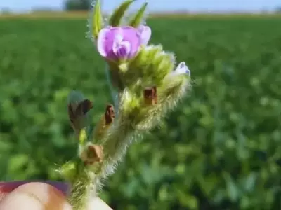 La Polinización Apícola Revoluciona la Producción de Soja: Aumentos Significativos en Rendimiento y Calidad