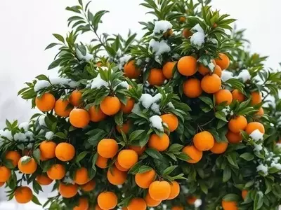 Innovación Agrícola: Un Mutante de Mandarina Resistente al Frío Revoluciona el Cultivo en el Norte de China