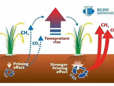 Impacto del Calentamiento Global en las Emisiones de Gases de Efecto Invernadero de los Arrozales