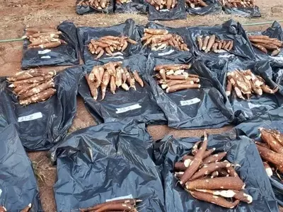 Optimización del Cultivo de Yuca: El Impacto Crucial del Encalado y el Fósforo