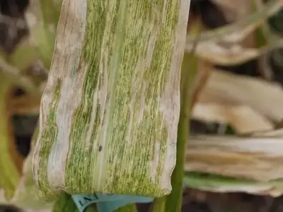 Kenia Lanza Innovadora Aplicación para Erradicar la Necrosis Letal del Maíz