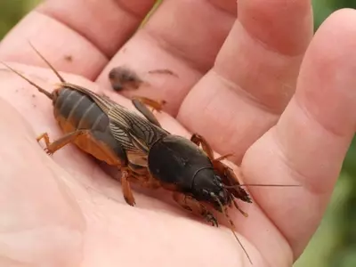 Manejo Integral del Grillo Topo: Una Guía Completa para Proteger Tu Huerto