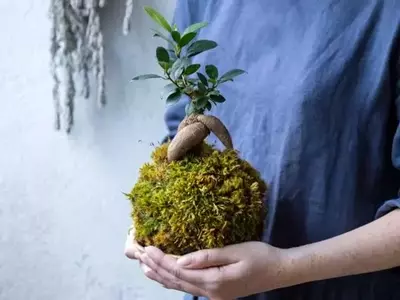 Kokedama: El Arte Ancestral de Cultivar sin Maceta y su Resurgimiento en la Jardinería Moderna