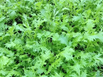 Guía Completa para el Cultivo de Mizuna: Desde la Siembra hasta la Cosecha y sus Beneficios