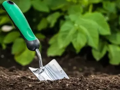 Cultivando el Éxito: Una Guía Esencial para Establecer Tu Propio Huerto