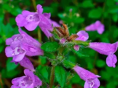 Acinos Alpinus: La Esencia Silvestre para Jardines y Restauración Paisajística