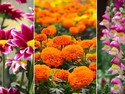 El Geranio: La Esencia Floral que Define la Perfumería Contemporánea