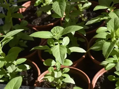 La Albahaca: Un Imprescindible Culinario y Protector del Jardín