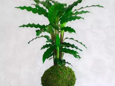 Kokedama y Calathea: El Arte de Fusionar la Tradición Japonesa con la Exuberancia Tropical