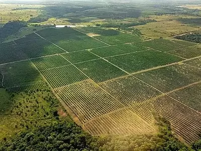 Optimización Forestal: El Impacto de la Distribución Aleatoria de Árboles en la Productividad