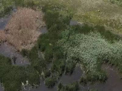 Drones: Avance Crucial en el Control Sostenible del Carrizo Común