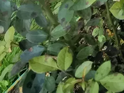 Combatiendo la Mancha Negra: Guía Completa para el Cuidado de Rosas