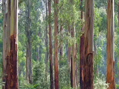 Plantas invasoras: Un desafío ecológico global que transforma nuestros paisajes naturales