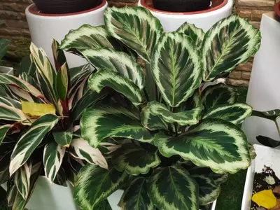 Calathea Lietzei: Un Tesoro Tropical para tu Hogar