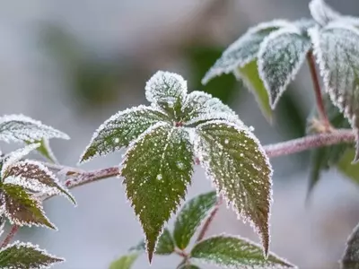 Recuperación de Plantas Congeladas: Estrategias Esenciales para el Invierno