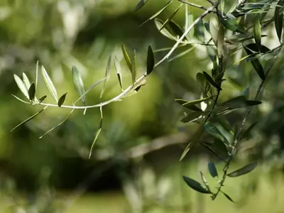 La Hoja de Olivo: Un Tesoro Nutricional Redescubierto para la Salud