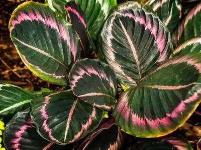 Calathea Jungle Rose: Un Oasis Tropical en su Hogar