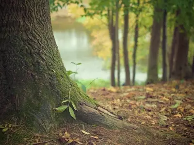 Los Bosques y el Desafío Climático: Más Allá de la Simple Compensación
