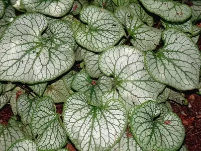 Peperomia Watermelon: Guía Completa de Cultivo y Cuidados para una Planta Exótica