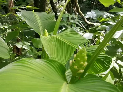 Calathea en Guatemala: Un Vínculo Entre la Naturaleza y la Tradición Culinaria