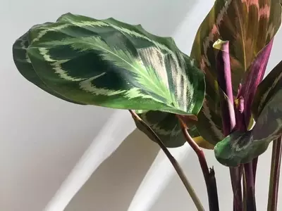 Calathea Northern Lights: Guía Esencial para un Cuidado Óptimo