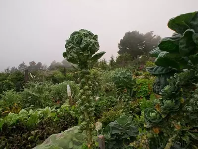 Cultivo de Coles de Bruselas: Guía para Cosechar a Partir de Desechos