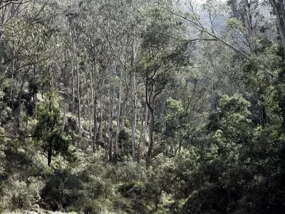 Conflicto Urbano y Preservación de Araucarias: Un Desafío Ambiental Inminente