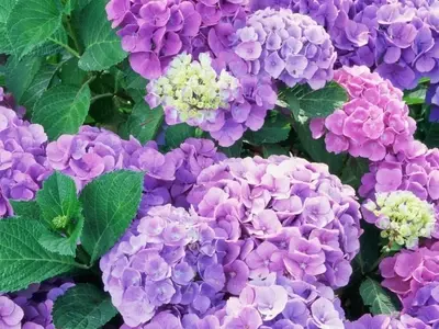 Guía Definitiva para el Cuidado de Hortensias Durante el Verano