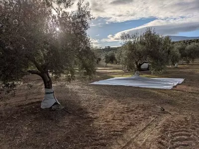 Innovación Agrícola: Mallas Bi-capa Transforman la Retención de Agua en Cultivos