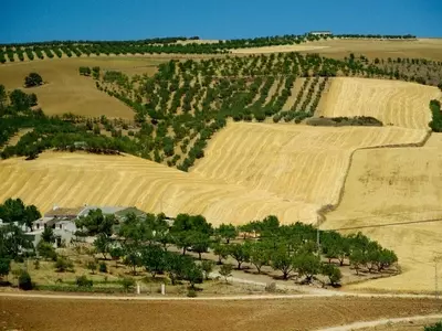 Innovación y Preservación: El Legado del Olivo en Cádiz