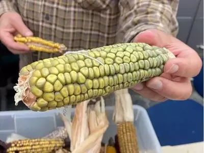 La Genética del Maíz Mutante en Peligro: Un Tesoro Agrícola Amenazado