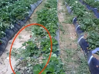 Desafíos y Soluciones en la Fumigación de Suelos para el Cultivo de Fresa en Andalucía
