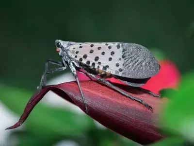 La plaga de la mosca linterna amenaza la industria vinícola de Pensilvania