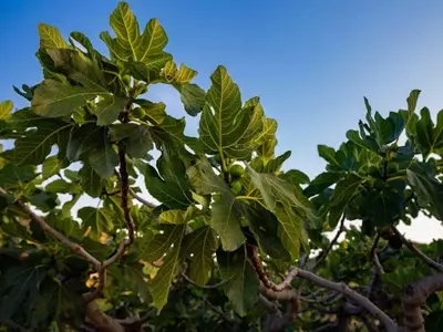 Ficus en la Ciudad: Beneficios, Desafíos y Contribución al Medio Ambiente