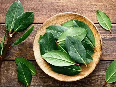 Laurel: Un Aliado Natural Contra los Insectos del Hogar