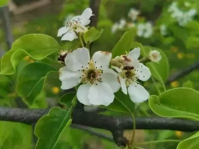 Un Nuevo Aliado del Suelo Contra el Tizón Bacteriano en Frutales
