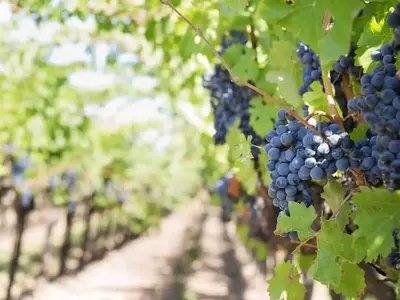 Innovación Sostenible: Viticultores de la UE Buscan Minifábricas de Biopesticidas y Biofertilizantes