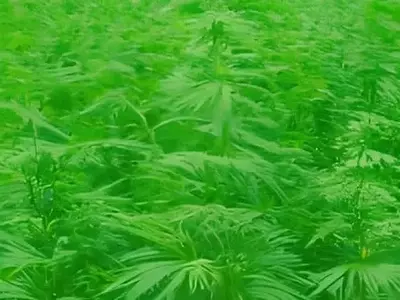 Avances genéticos revolucionan la producción de semillas de cáñamo industrial
