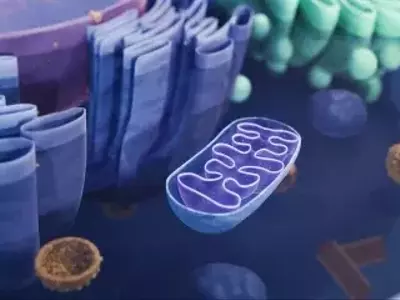 Breakthrough Genetic Technique Prevents Inherited Mitochondrial Diseases