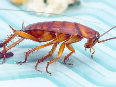 La Invasión de las Cucarachas: Un Problema Creciente en Hogares y Ciudades