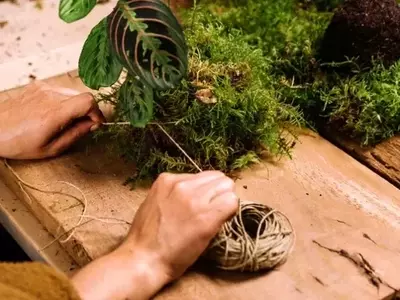 Creación Artesanal de Kokedamas: Una Guía Completa