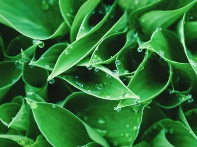 Bioplaguicidas para el Olivar: Una Revolución Sostenible en la Protección de Cultivos